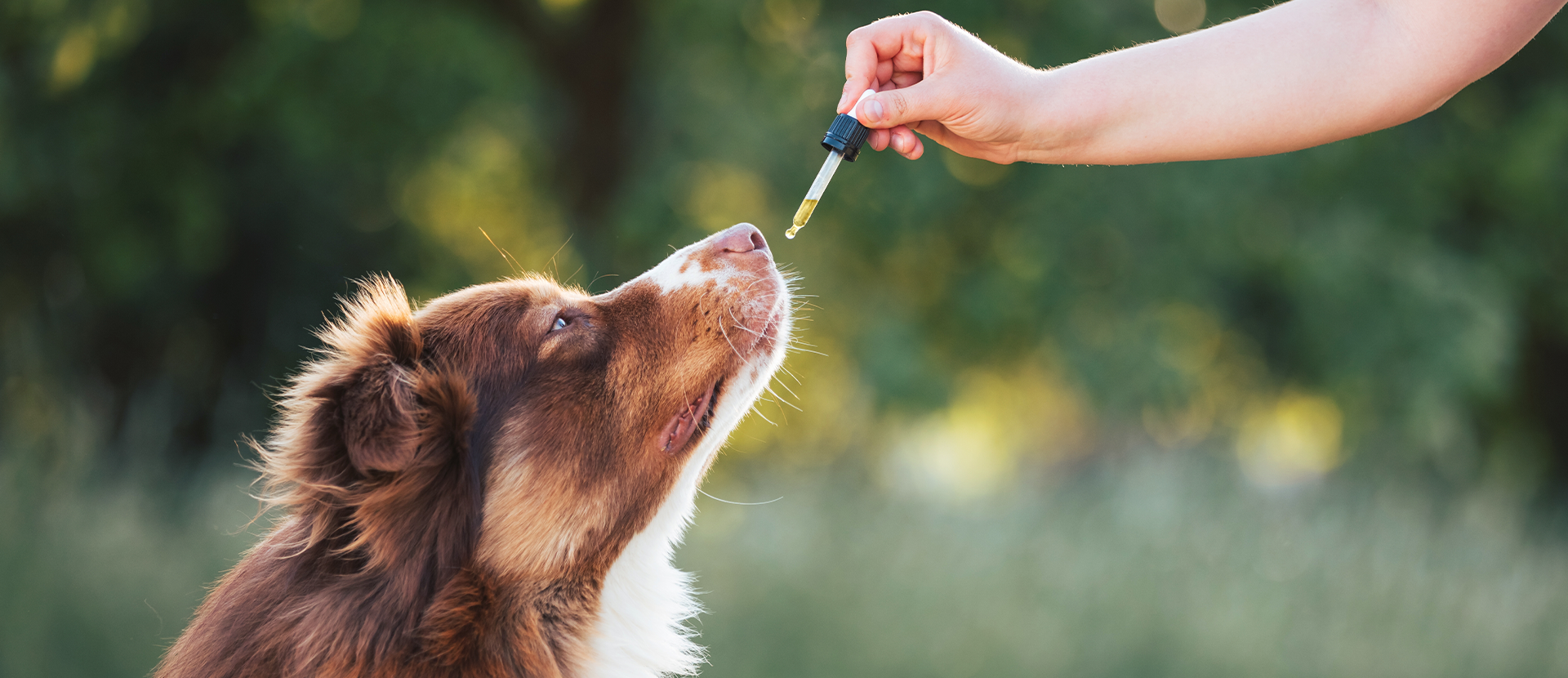 Qué esencia calma a los perros