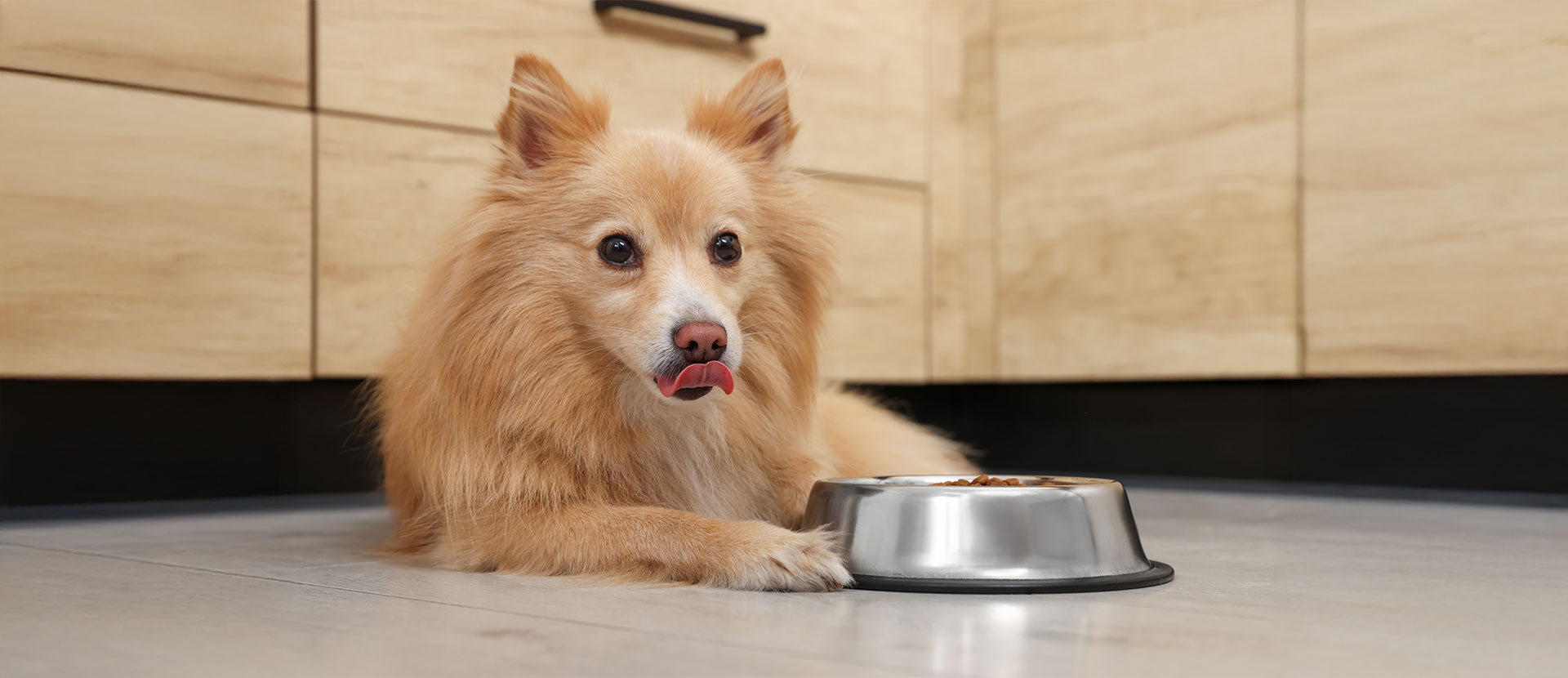 alimentación consciente para perros