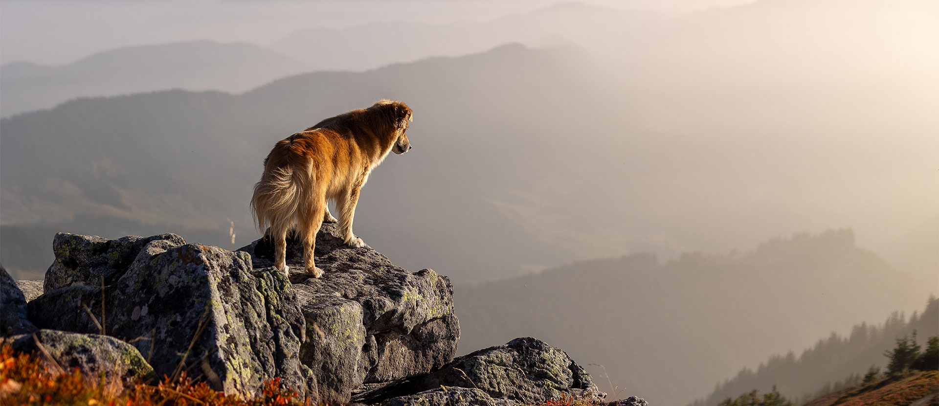 aminoácidos para perros