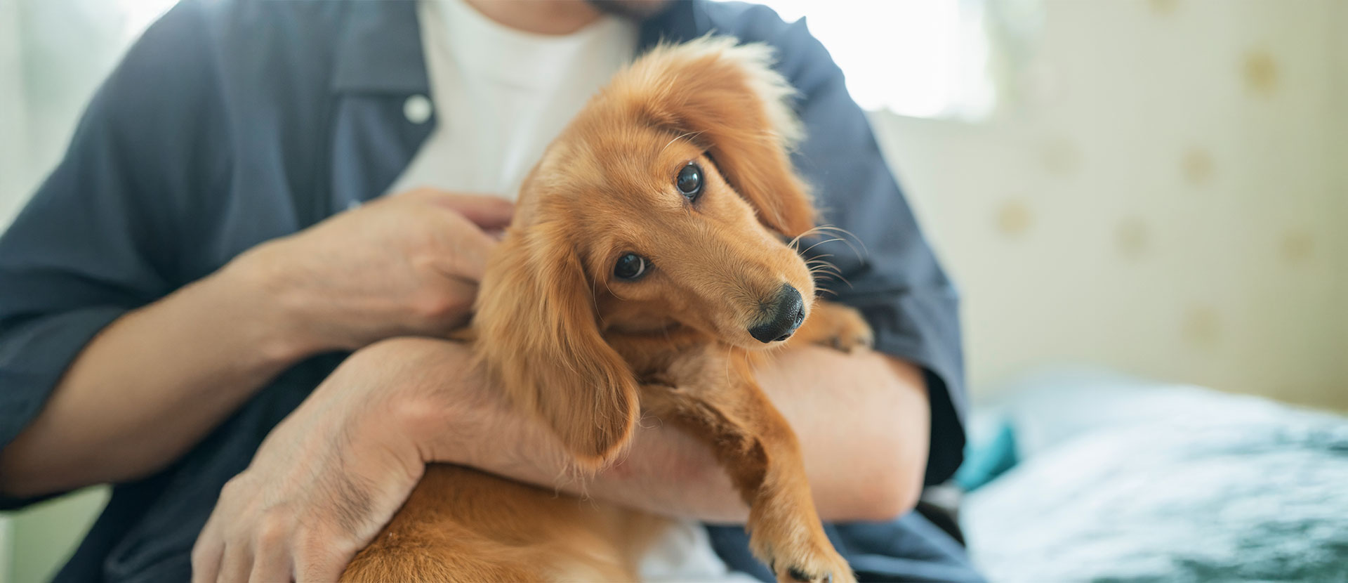 ¿Qué hacer si mi perro se porta mal sin razón?