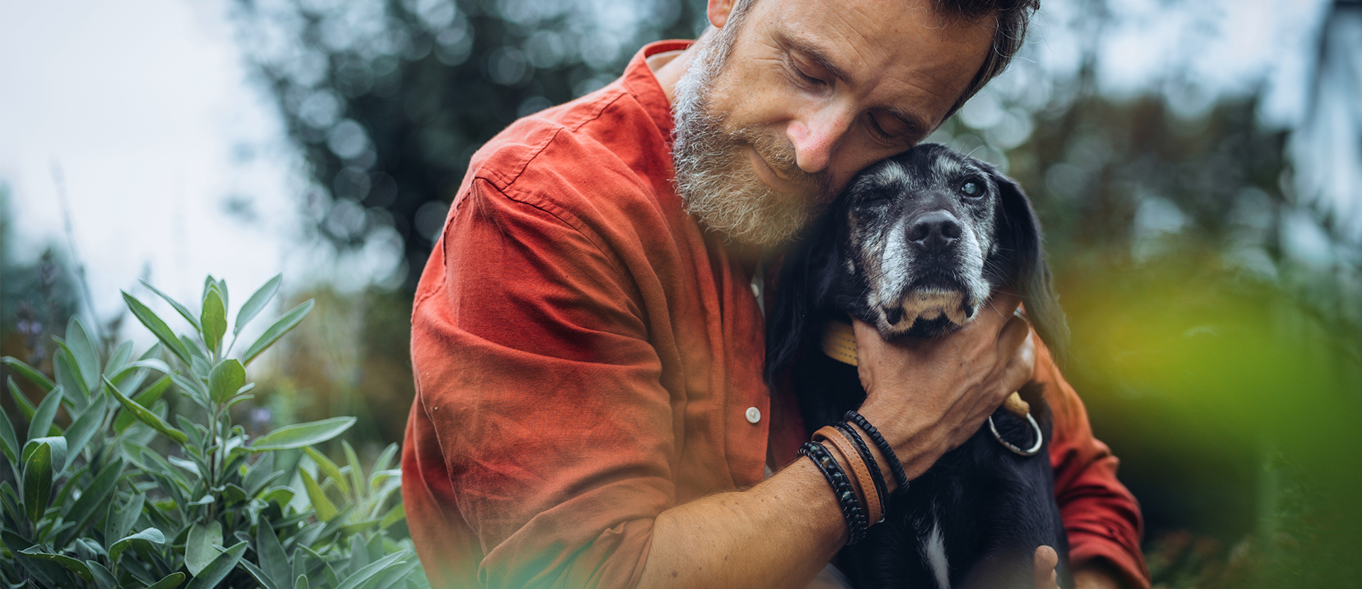 antioxidantes para perros
