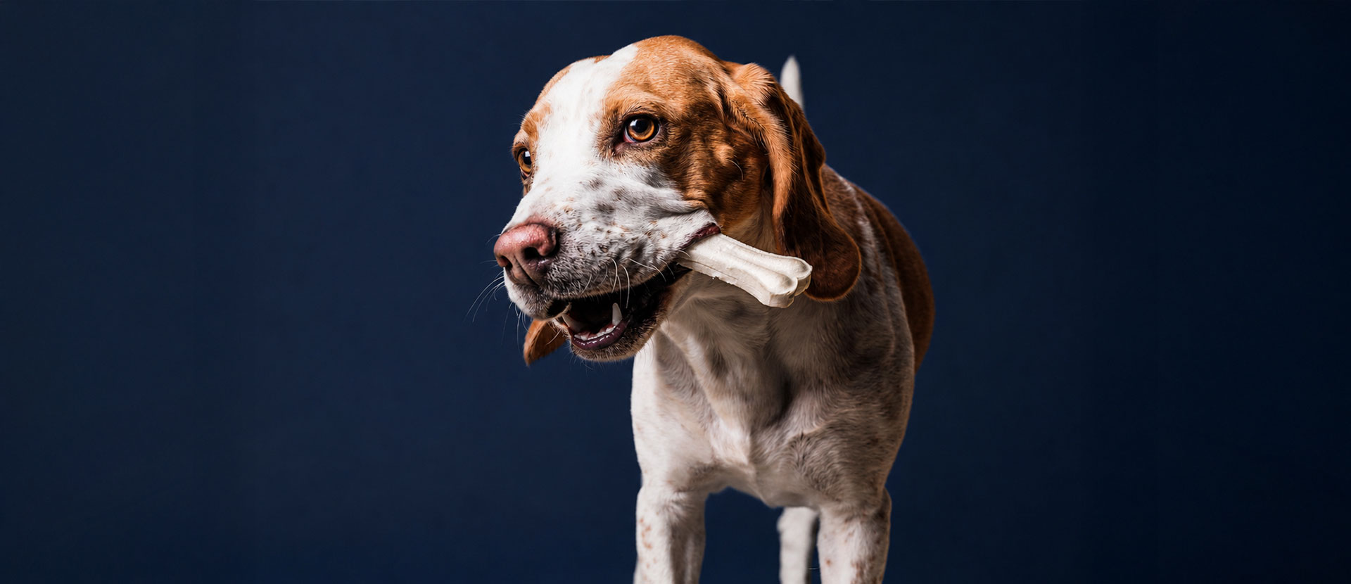 betaglucanos para perros