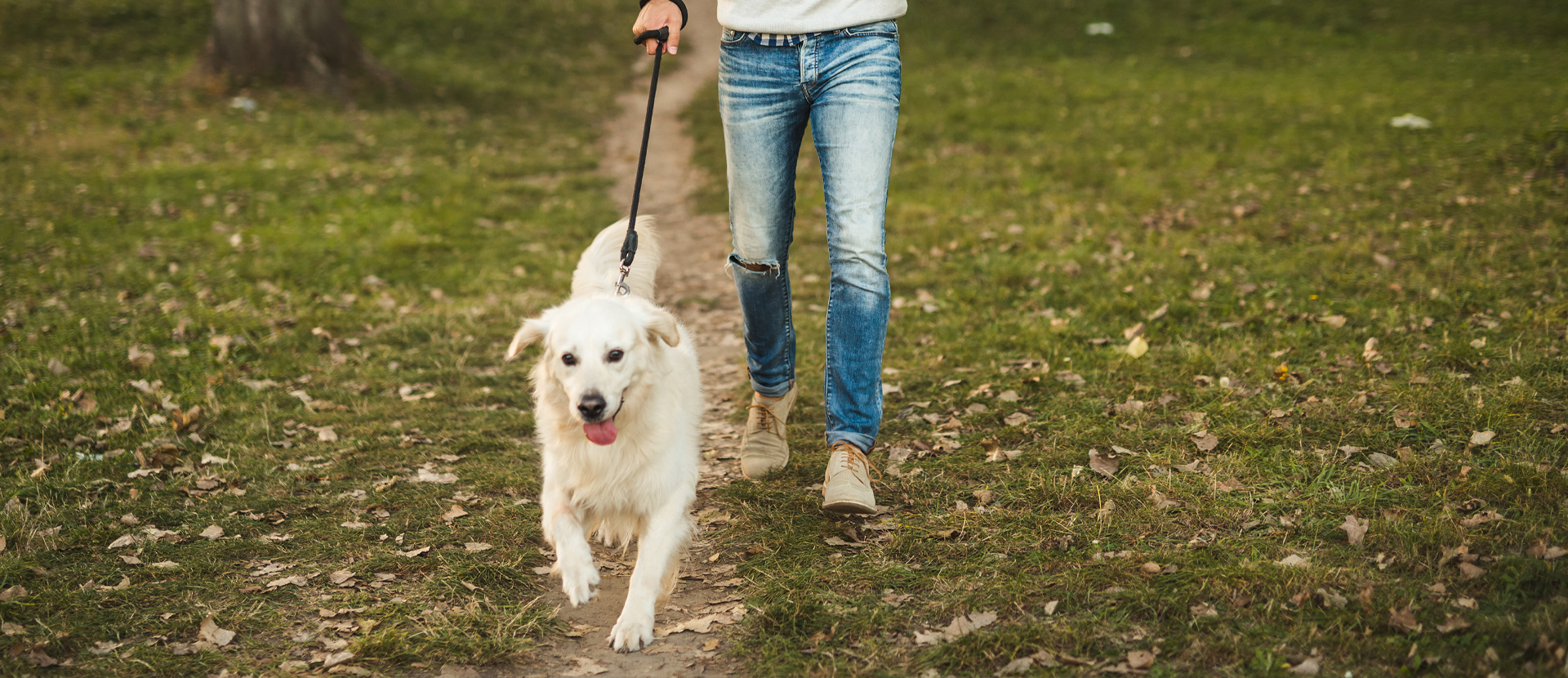  caminar con tu perro