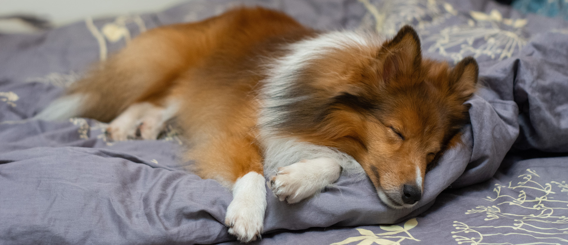 sueño en perros