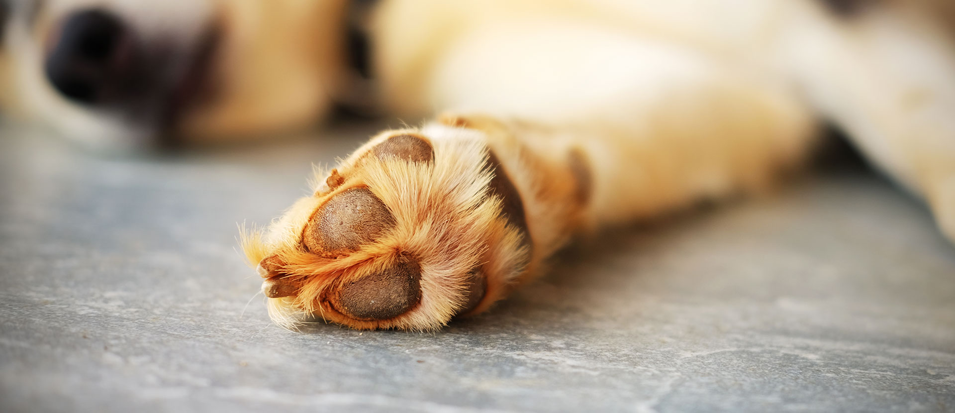 hiperqueratosis almohadillas perros