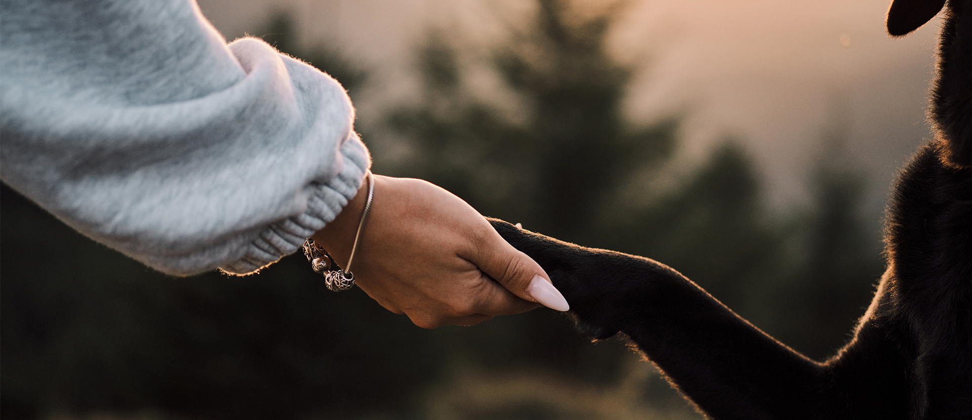 como funciona el cerebro de un perro