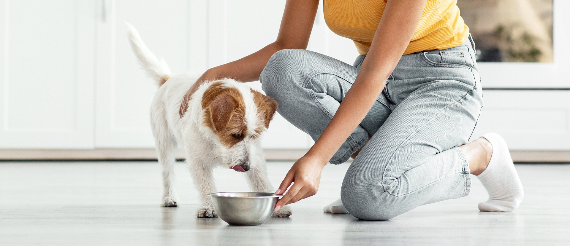 sin gluten para perros beneficios