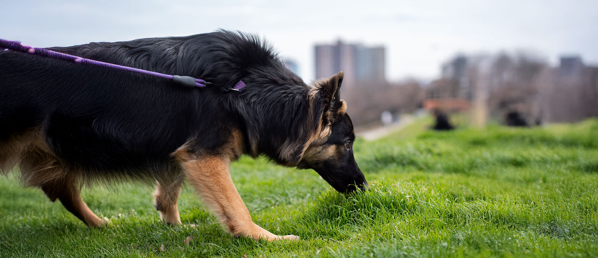 por qué los perros huelen todo
