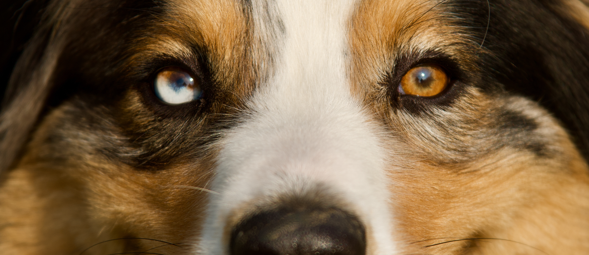 heterocromía en perros