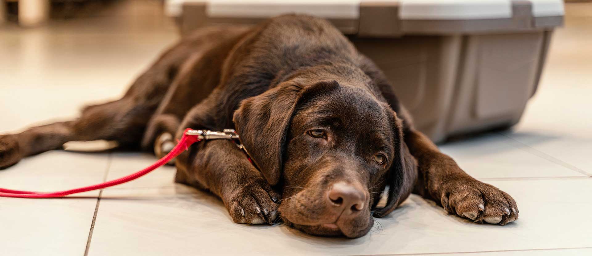 inflamación silenciosa en perros