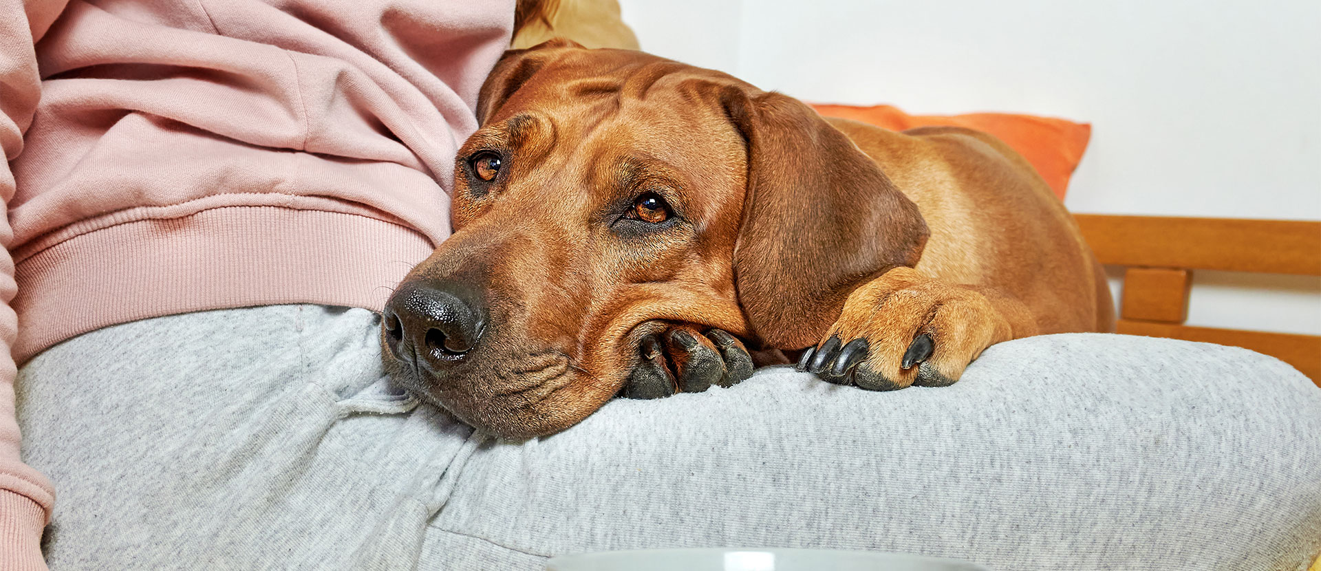 alergias-en-perros-por-la-comida.jpg alergias-en-perros-por-la-comida.jpg