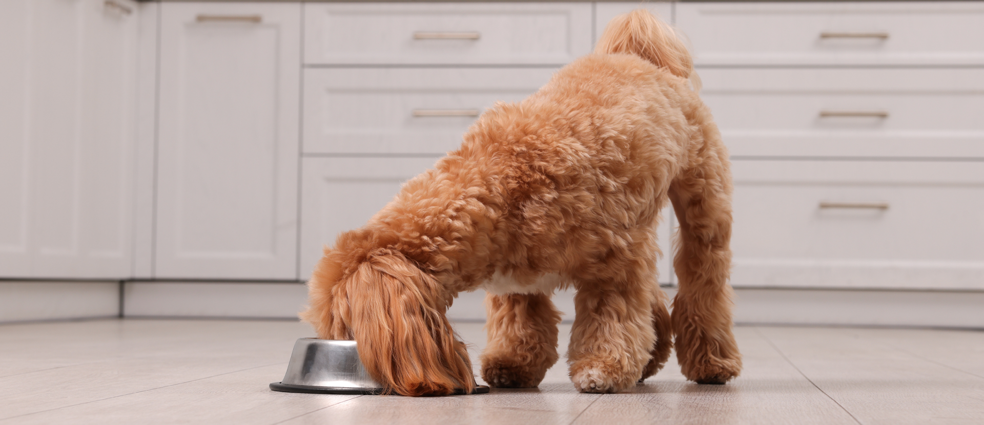 beneficios de los prebióticos MOS en perros