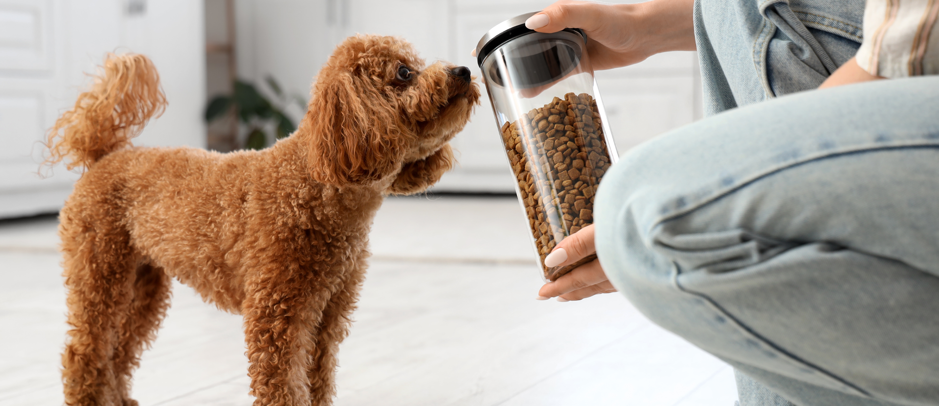 ¿Qué es la microbiota intestinal en perros?