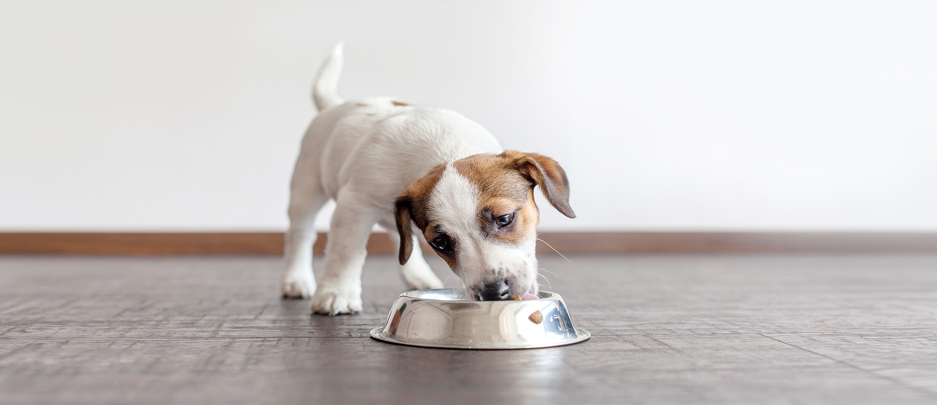 Qué son los micronutrientes para perros