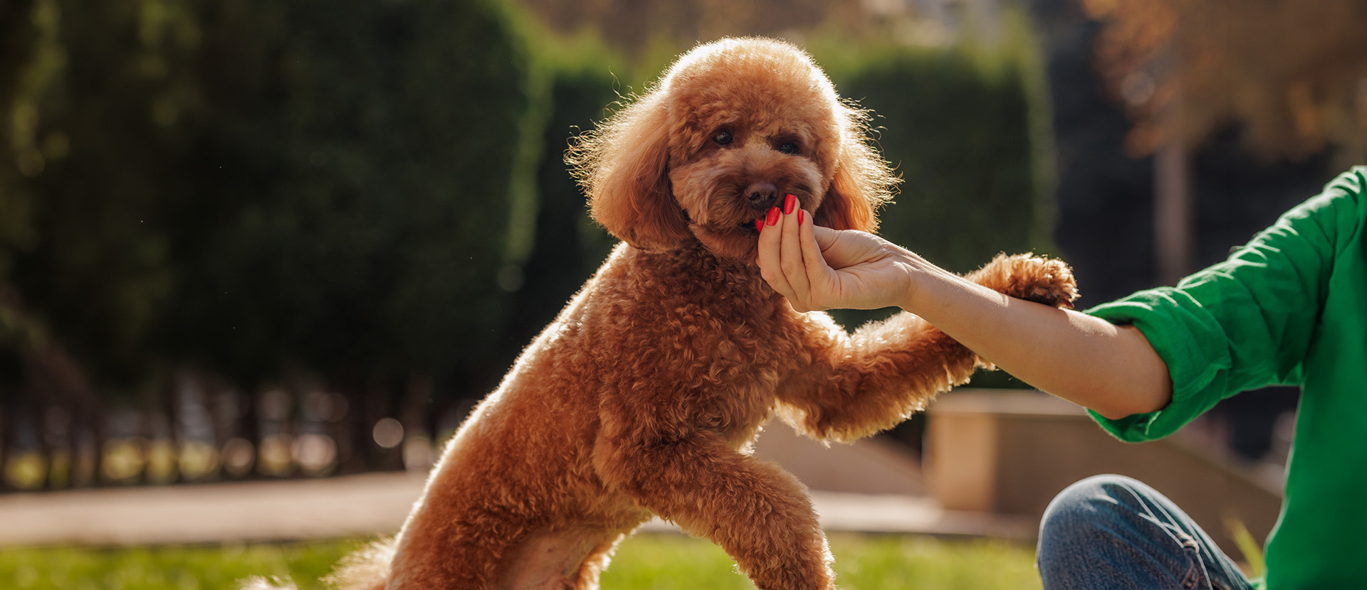 minerales orgánicos para perros
