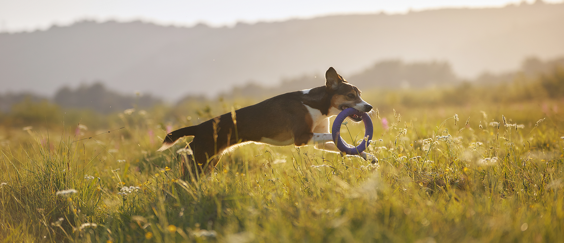 Nucleótidos para perros