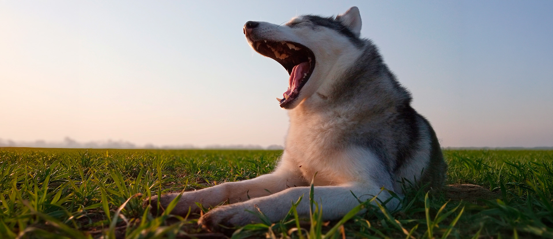 qué significa cuando un perro bosteza
