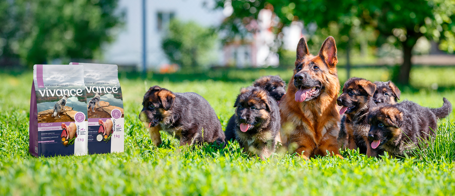 bienestar canino