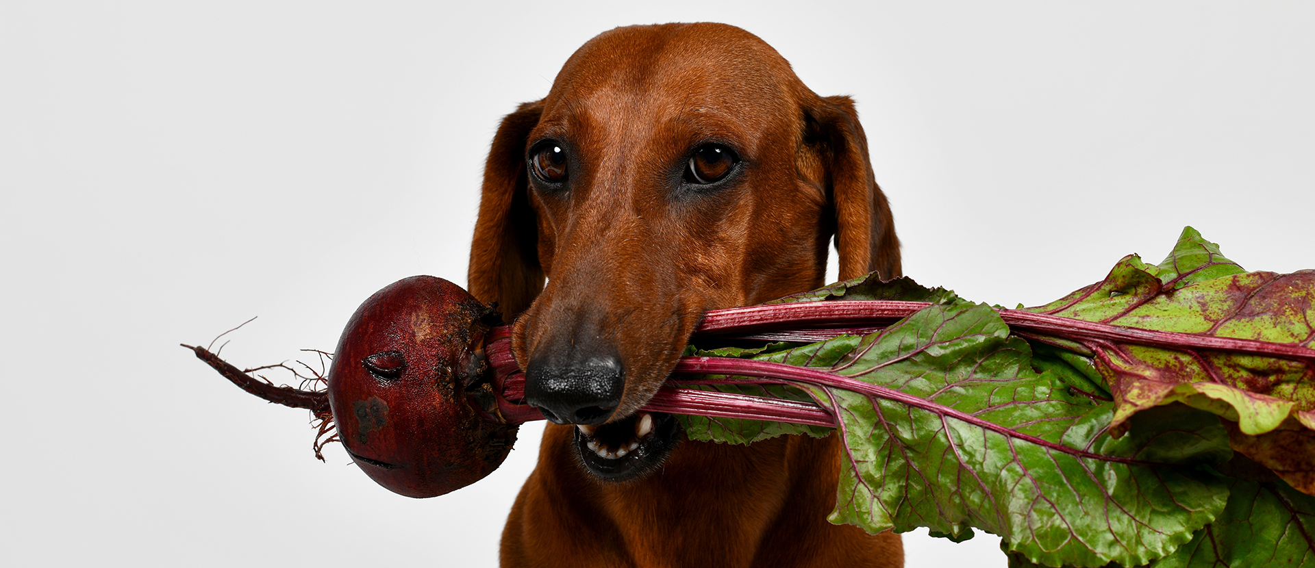 beneficios de la pulpa de remolacha