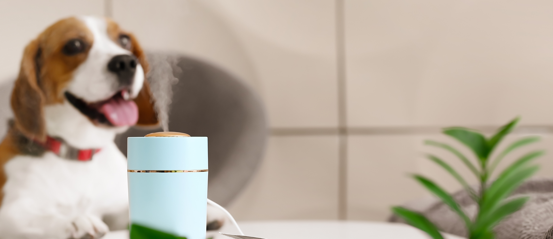 aromas para perros