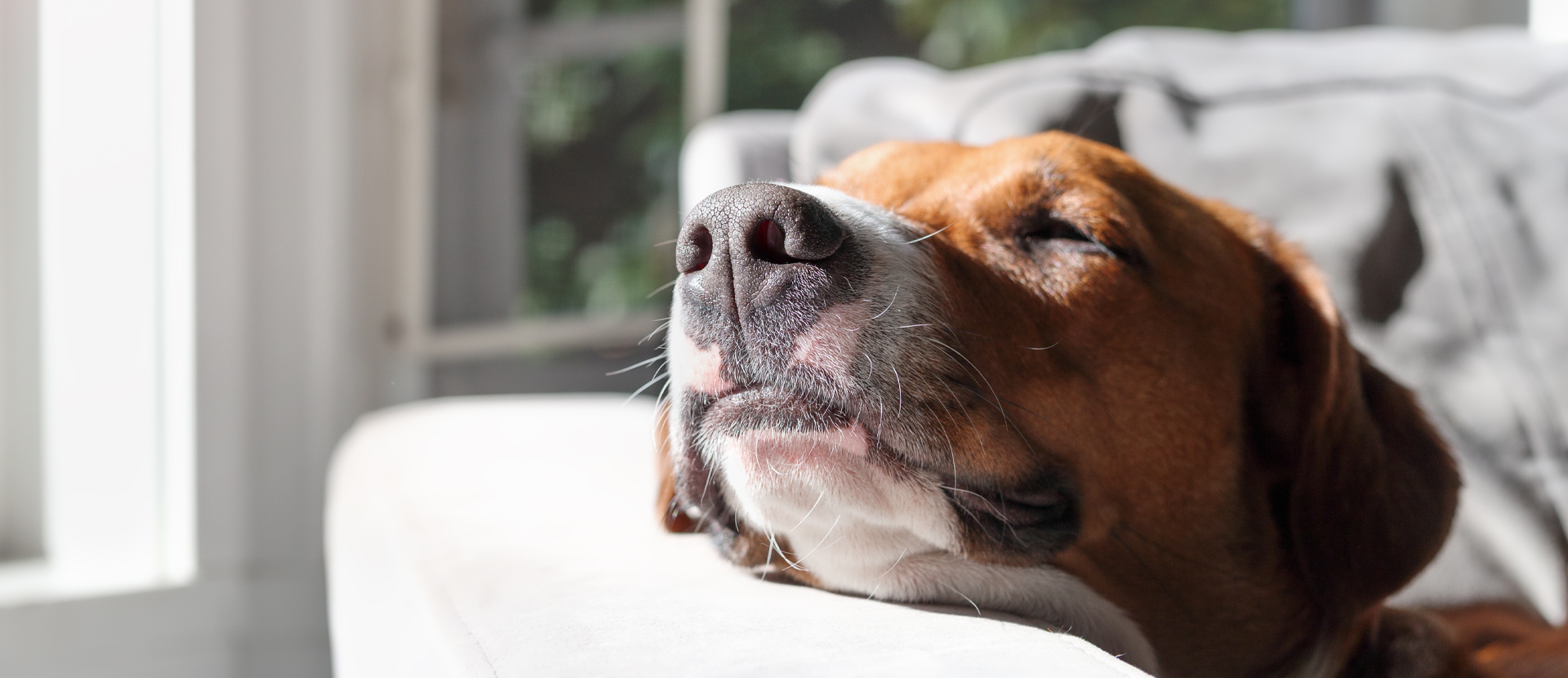 ¿Cómo puedo subir el sistema inmunológico a mi perro?
