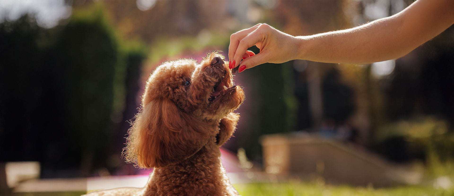 alimento gluten free para perros con digestión sensible