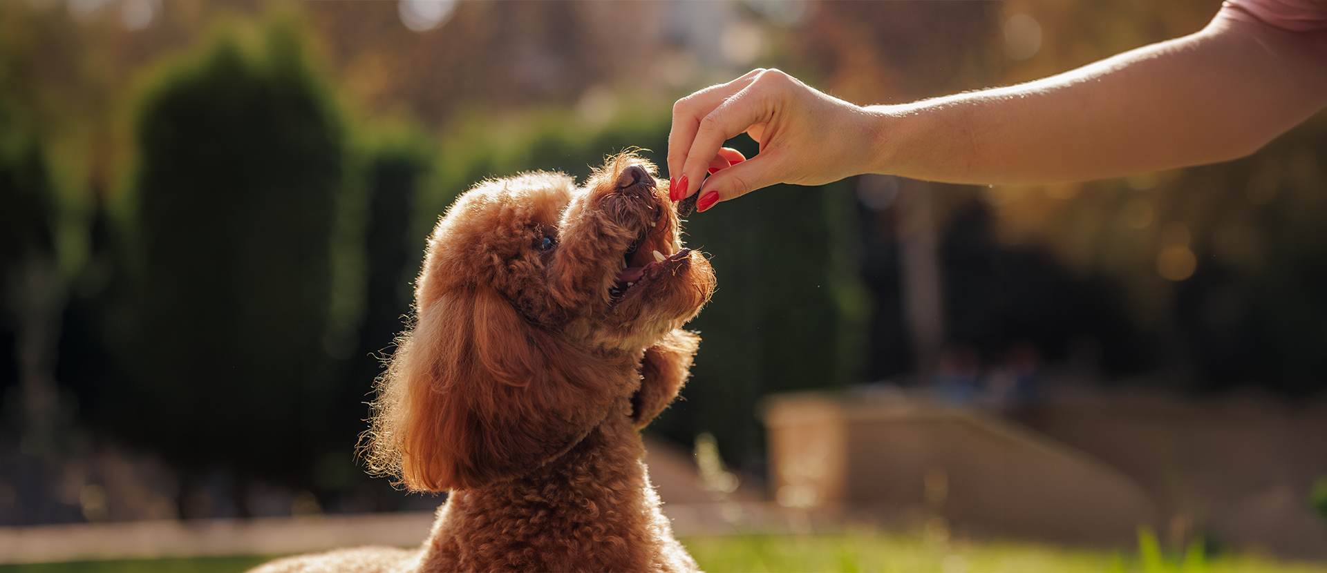 nutrición funcional para perros