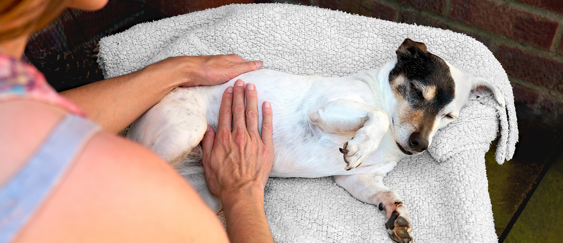 por qué mi perro se pone nervioso con visitas