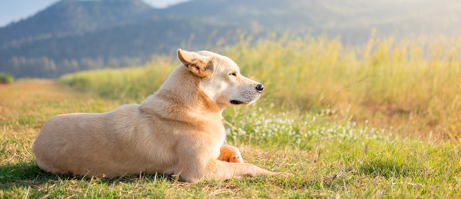 los perros reflejan la energía de sus dueños