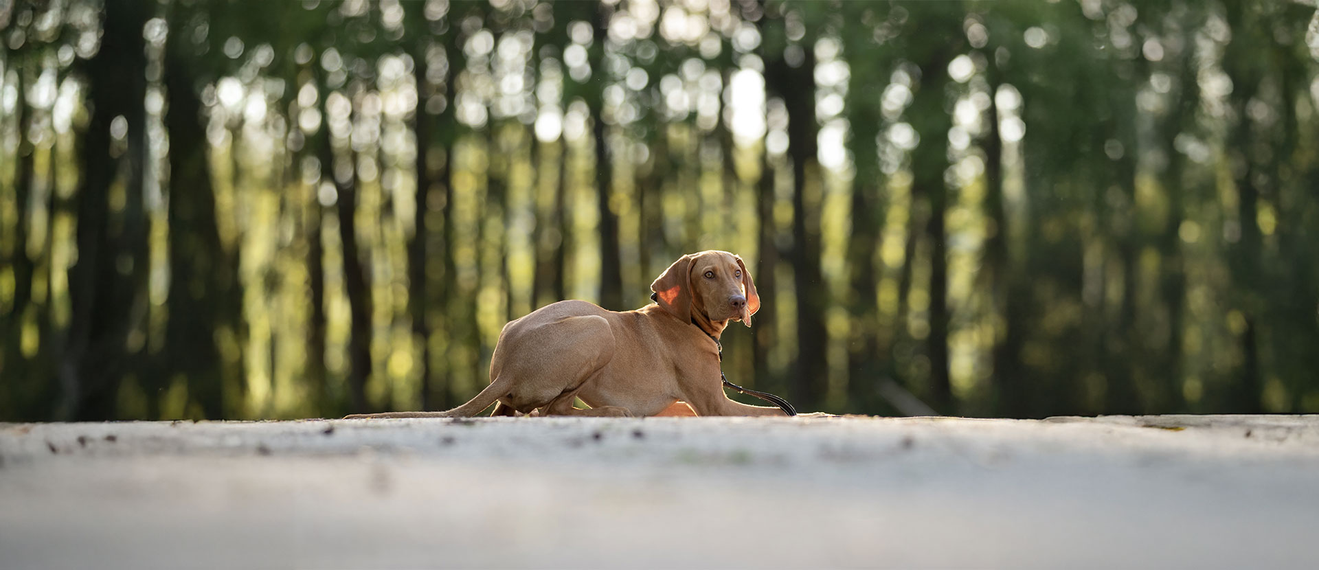 prebioticos y probioticos perros