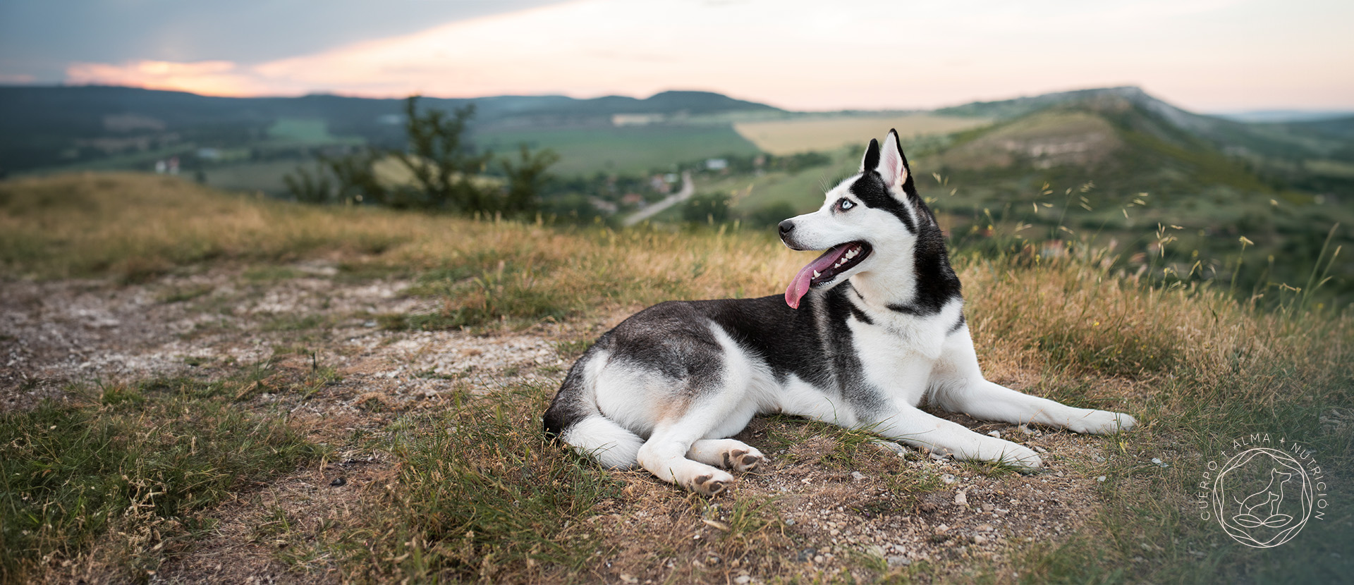 los perros tienen chakras