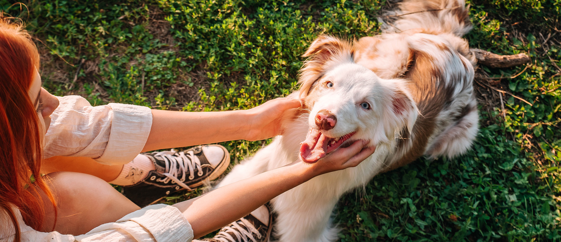 cómo se comunican los perros