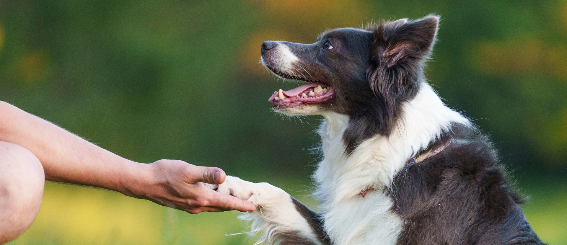 cómo vivir de forma consciente con tu perro