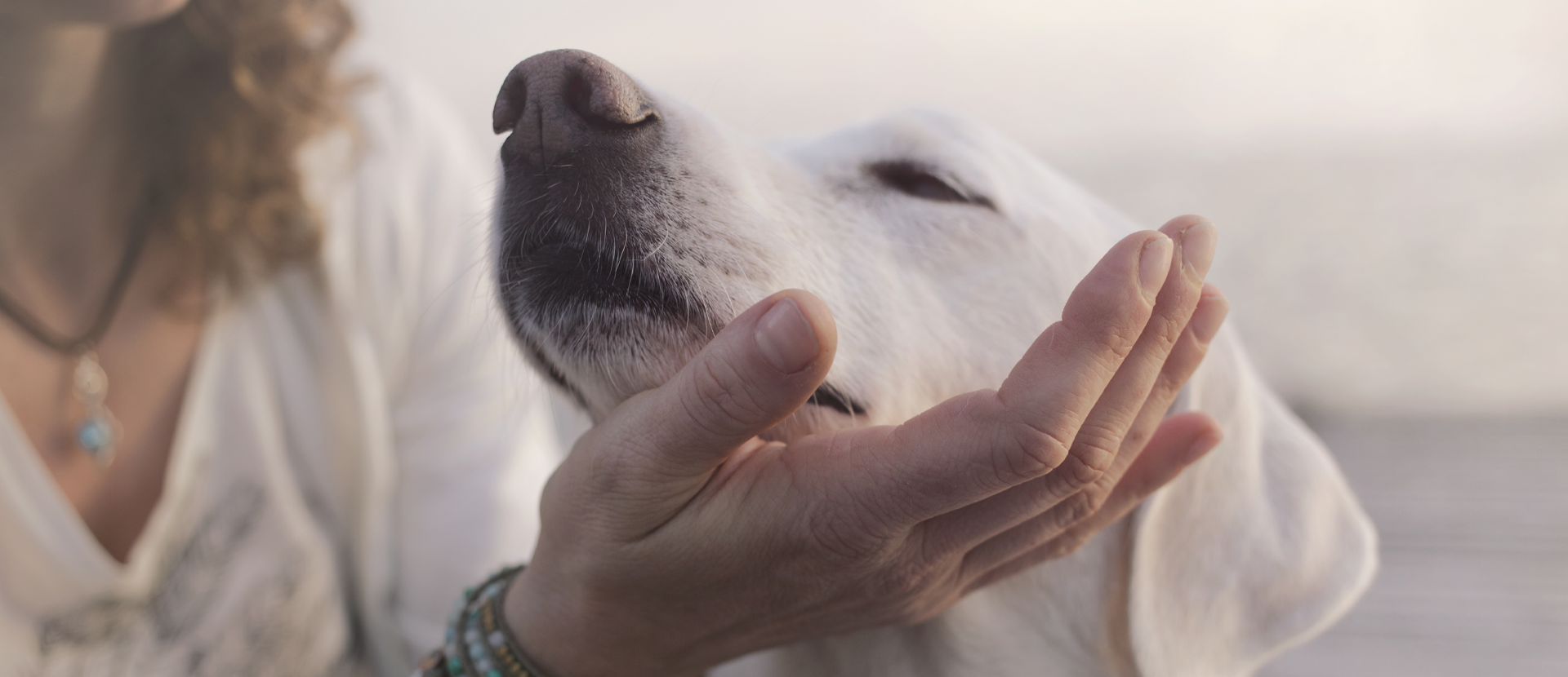 cómo calmar a mi perro con mi energía