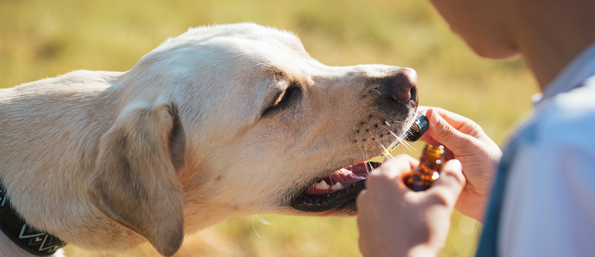 Cada cuanto se le puede dar valeriana a un perro