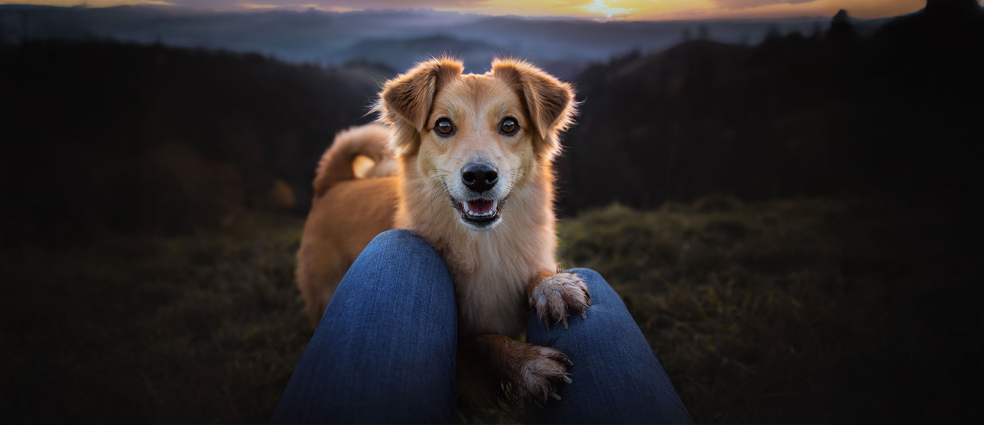 7 beneficios de pasear a tu perro a diario
