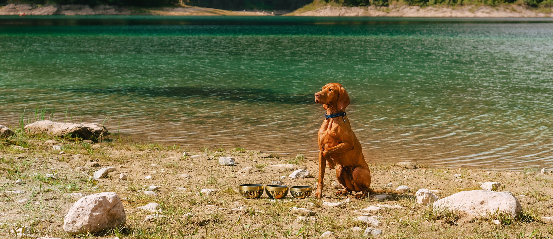 sonoterapia para animales