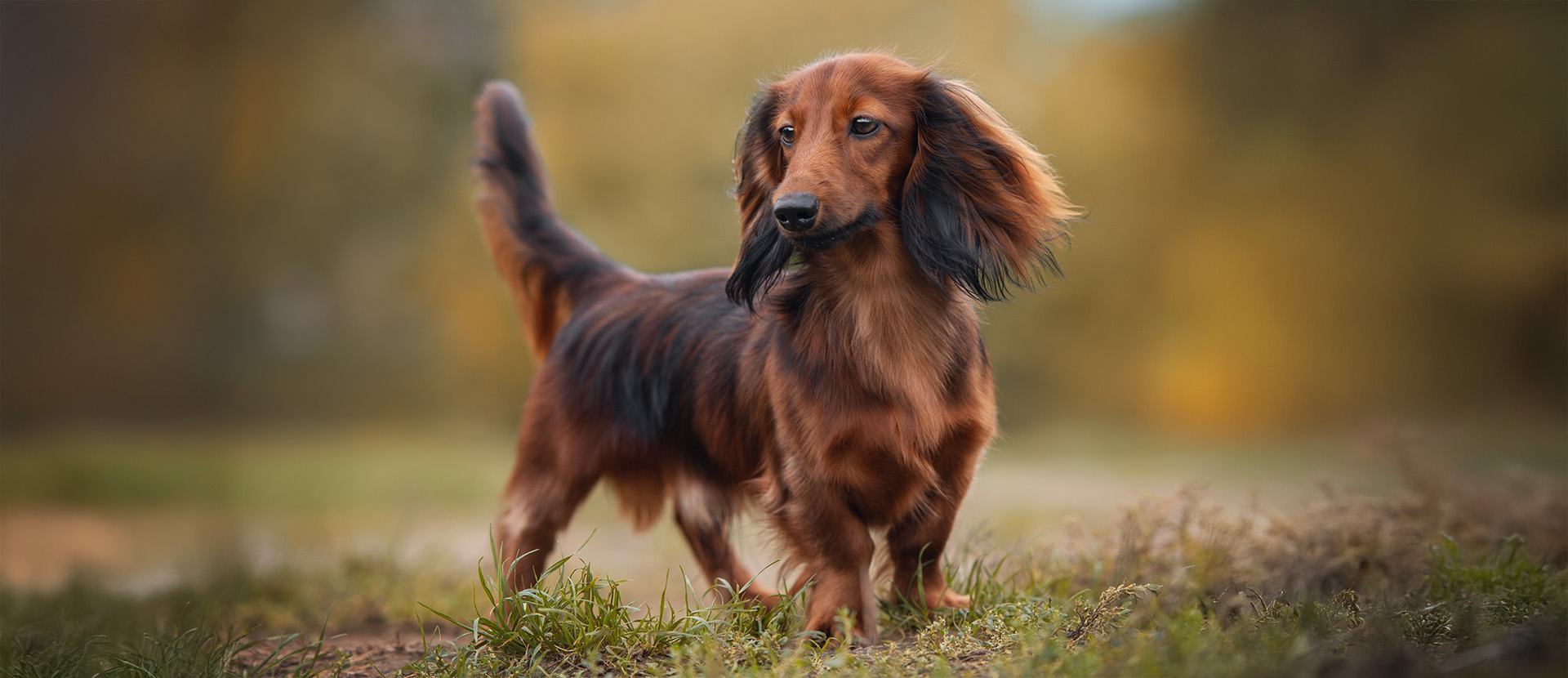 cómo puedo cuidar la piel de mi perro