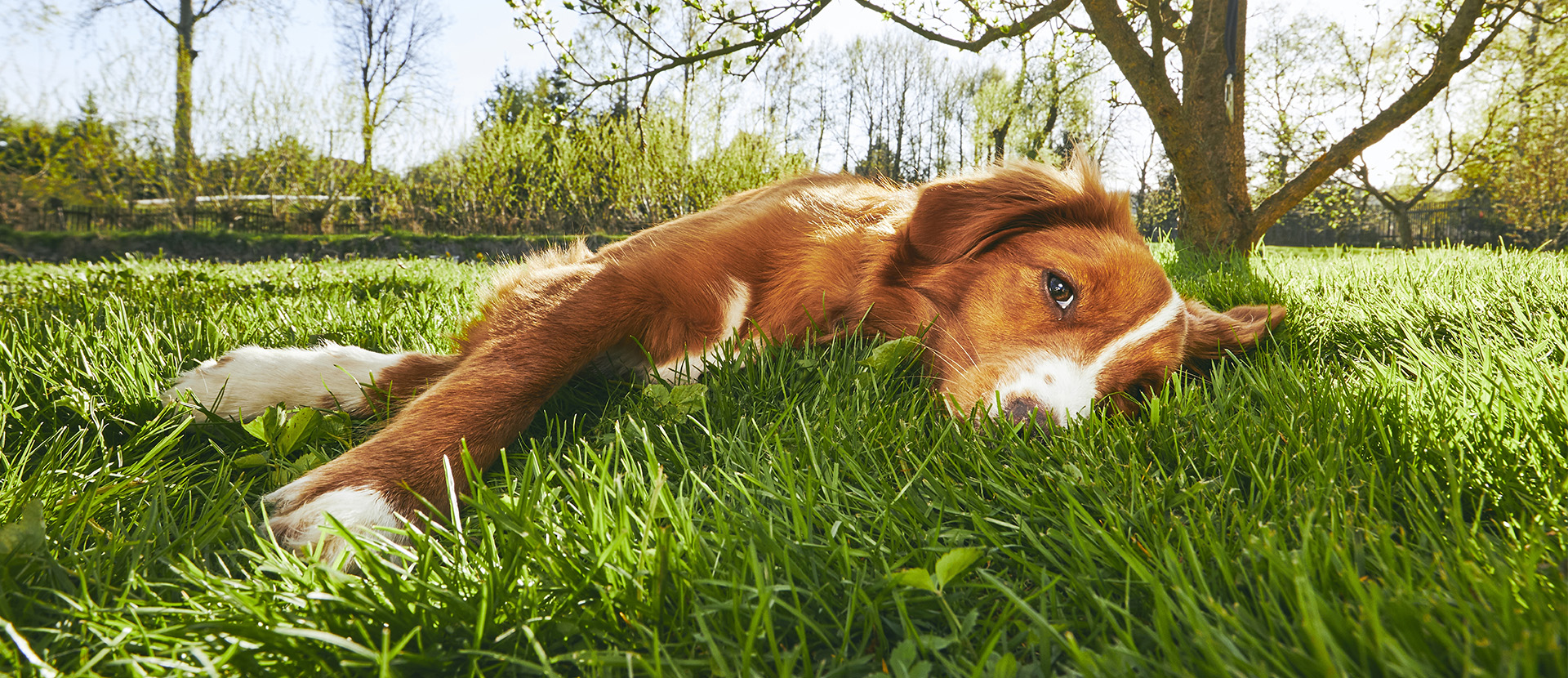 qué hacen las flores de Bach en los perros