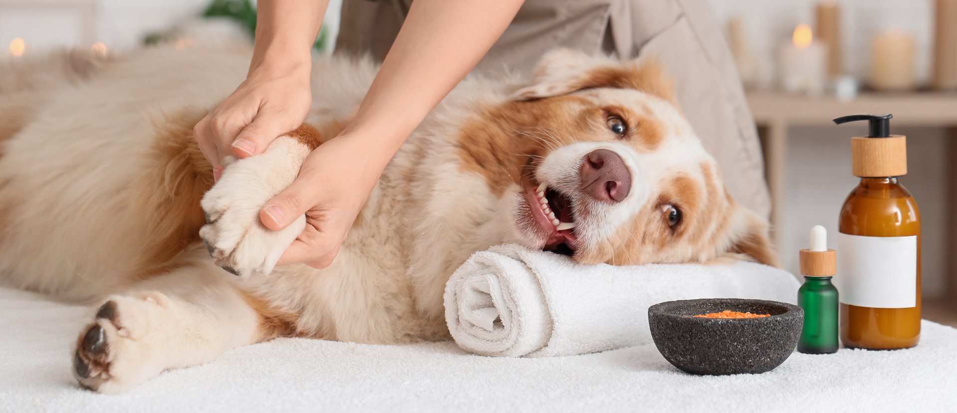 Tipos de Masajes para Perros y sus Beneficios