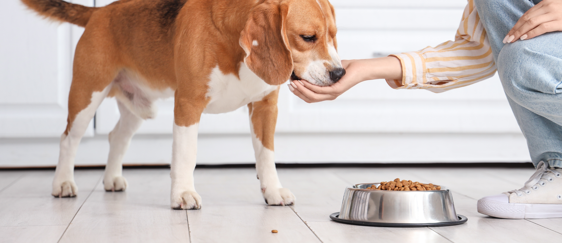 Es el gluten perjudicial para los perros