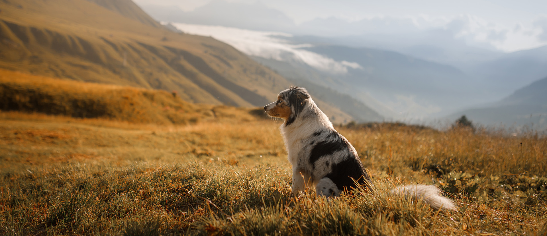 alimento hipoalergénico para perros