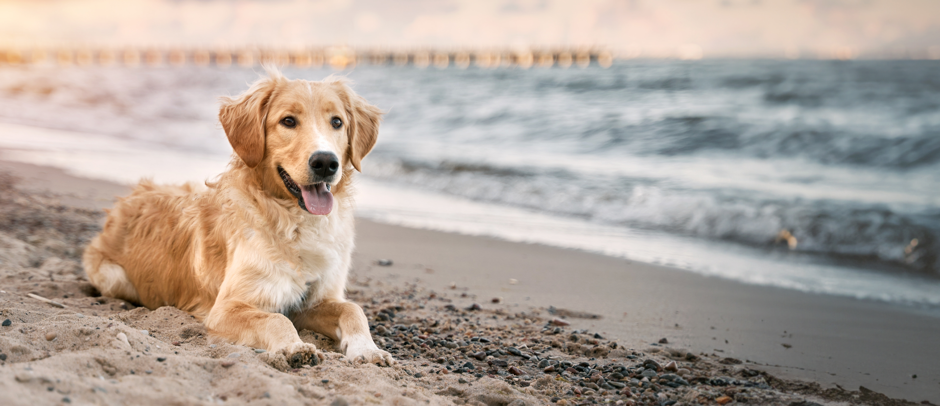 comportamiento y energía canina