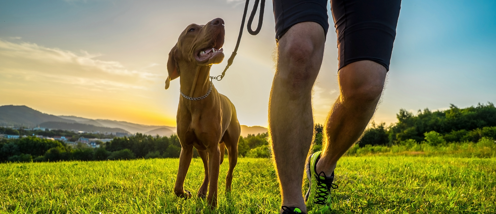 Cuáles son los primeros signos de estrés en un perro