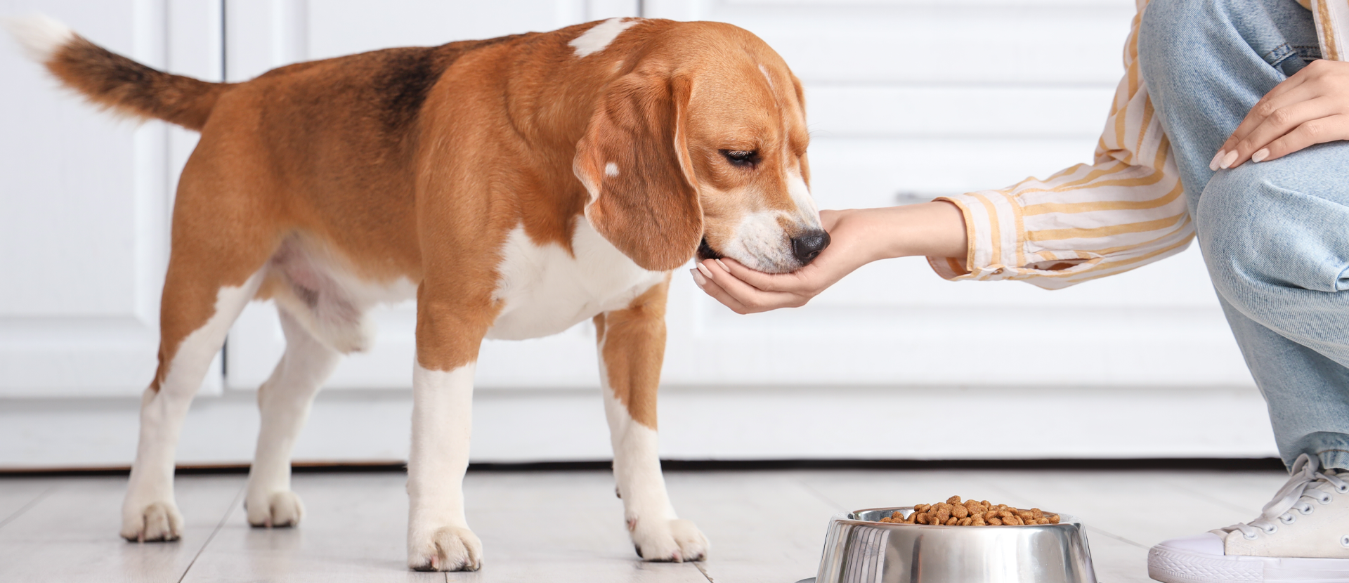 Cómo saber si tu perro necesita suplementos