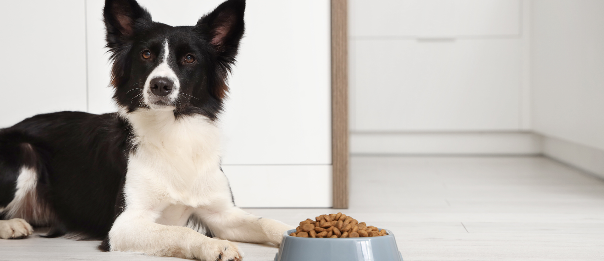 alimentacion hipoalergenica perros