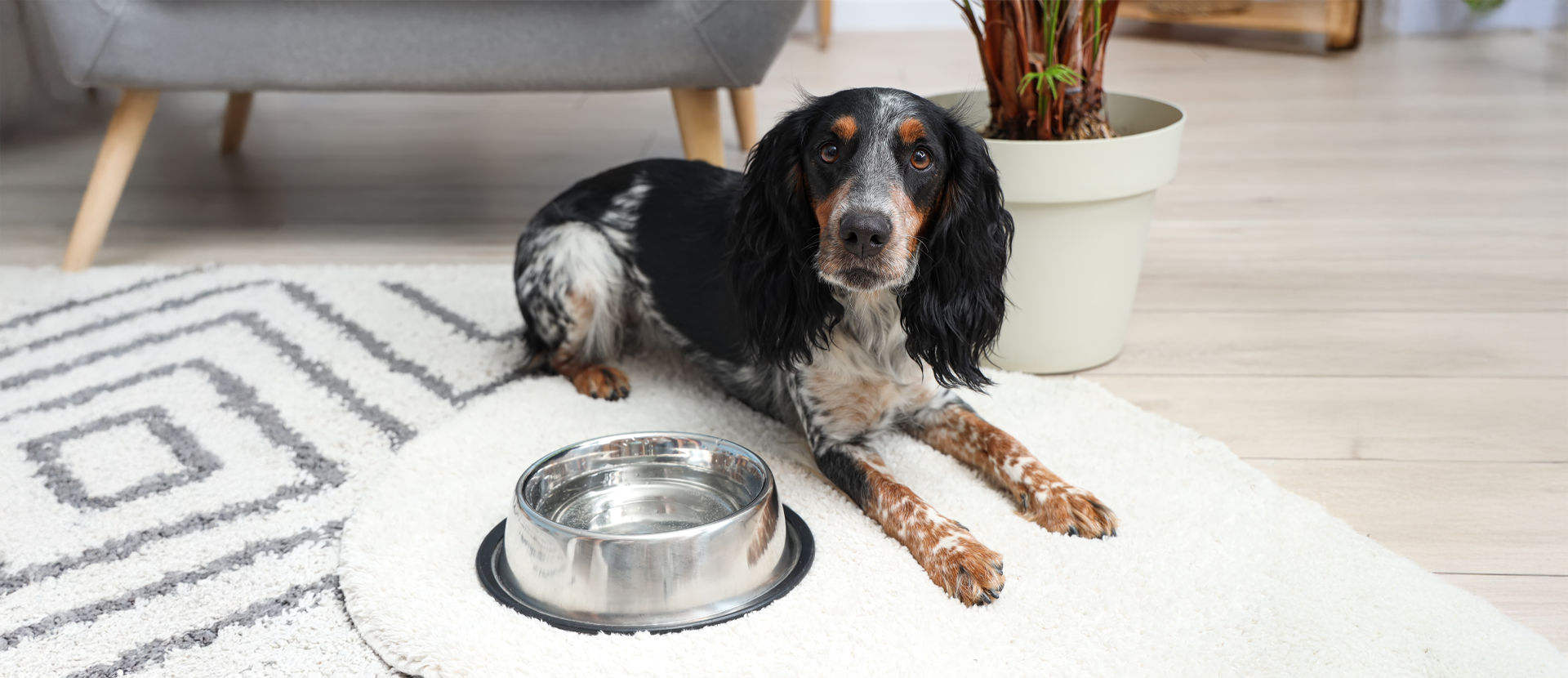 Antioxidantes en la dieta de tu perro
