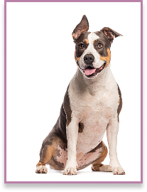 Perro mediano