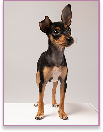 Perro mini