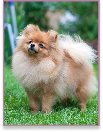 Perro pequeño